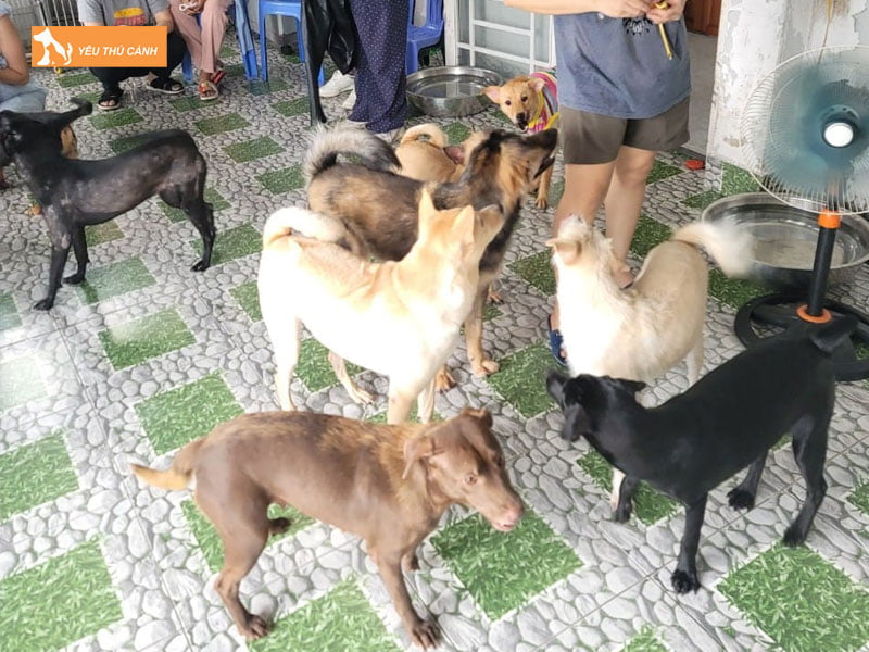 nhom-cuu-tro-dong-vat-sar-cham-nuoi-cho-meo-lang-thang-tai-sai-gon-thucanh