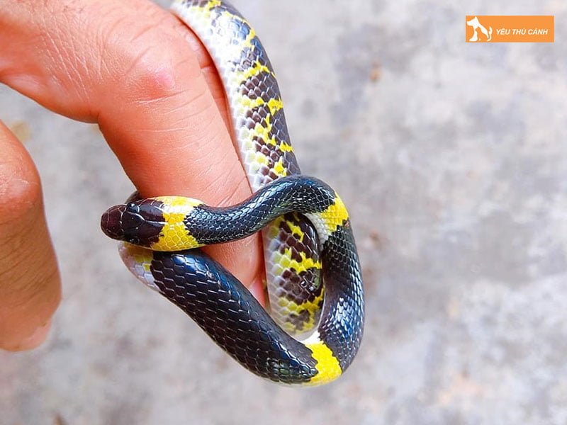 nhung-cach-vuot-qua-noi-so-khi-mo-thay-ran-thucanh