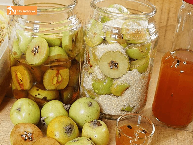 Nhung-cong-dung-cua-qua-tao-meo-la-gi-thucanh