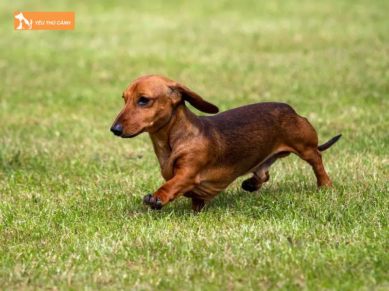 Nhung-dau-hieu-cho-lap-xuong-mang-thai-thucanh