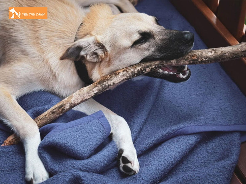 nhung-diem-bao-giac-mo-trom-cho-thucanh