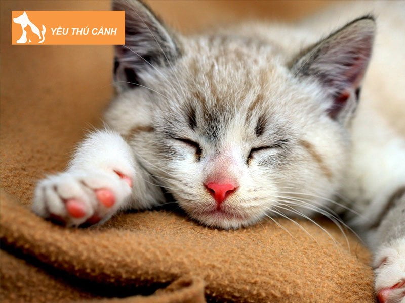 nhung-diem-bao-ve-meo-dot-nhien-chet-o-nha-1-thucanh