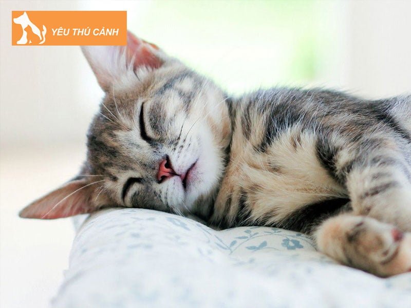 nhung-diem-bao-ve-meo-dot-nhien-chet-o-nha-2-thucanh