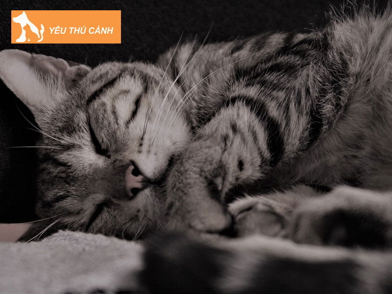 nhung-diem-bao-ve-meo-dot-nhien-chet-o-nha-thucanh