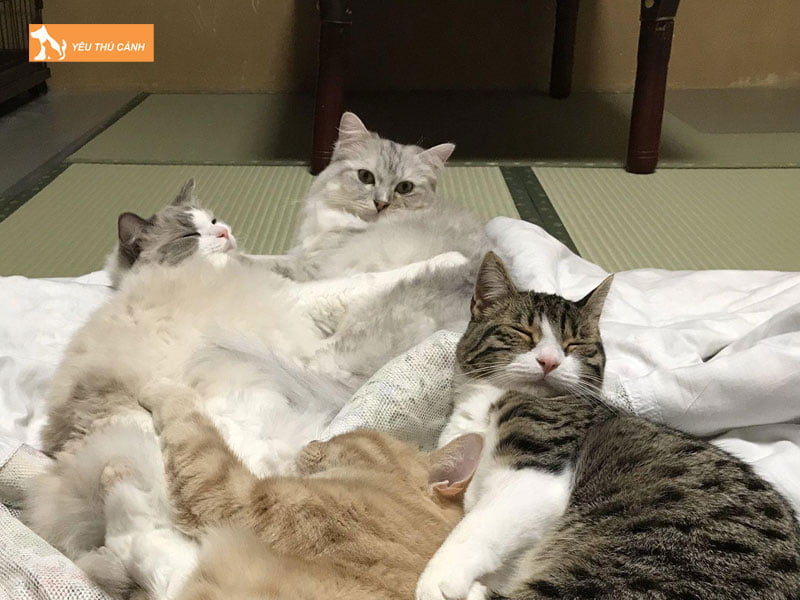 nhung-dieu-can-luu-y-khi-mang-meo-ve-nha-nuoi-thucanh