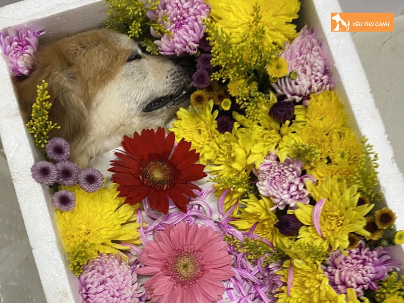 nhung-luu-y-can-biet-truoc-khi-hoa-tang-thu-cung-2-thucanh