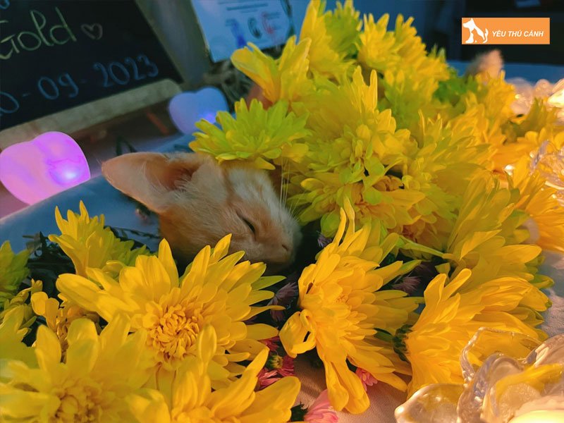 nhung-luu-y-can-biet-truoc-khi-hoa-tang-thu-cung-thucanh