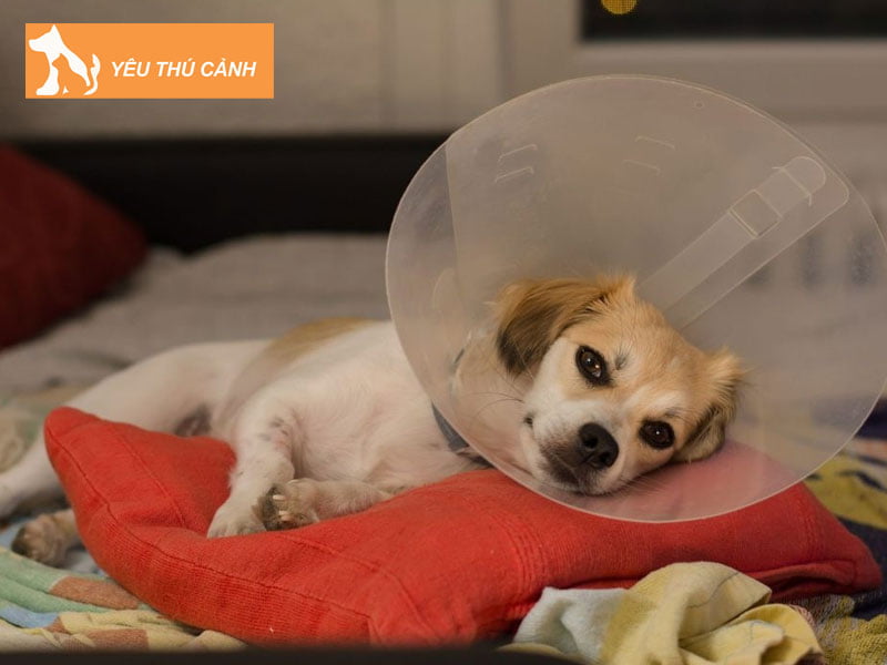 nhung-luu-y-chung-khi-su-dung-thuoc-ngu-cho-cho-meo-thucanh