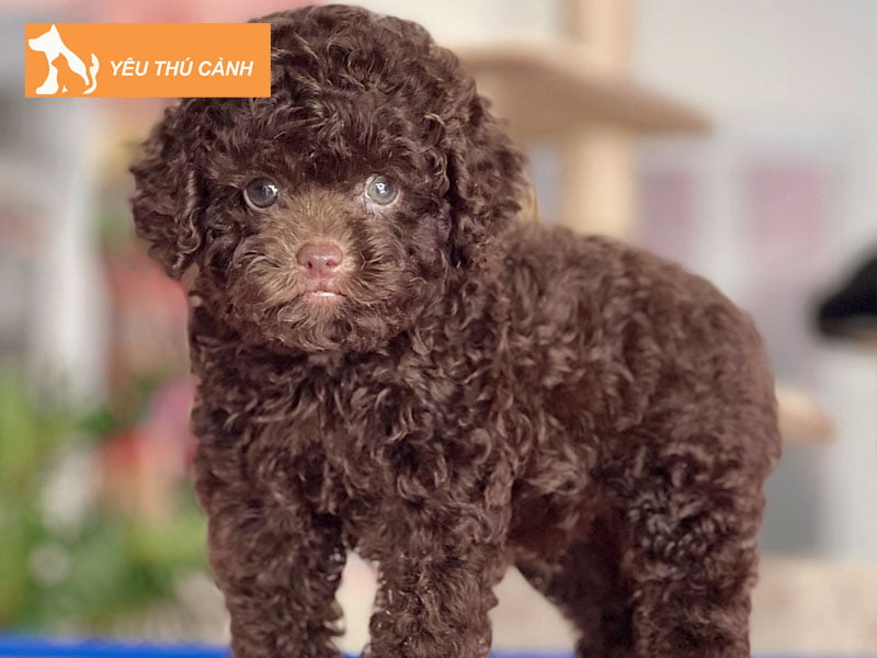 nhung-luu-y-khi-tiem-cho-cho-poodle-thucanh