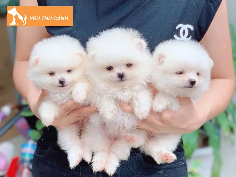 nhung-truong-hop-cho-de-mang-diem-lanh-hay-diem-xau-2-thucanh