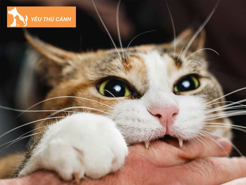 nhung-truong-hop-meo-co-the-gay-benh-dai-thucanh