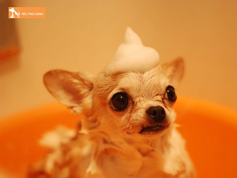 phong-tranh-benh-viem-da-o-cho-thucanh