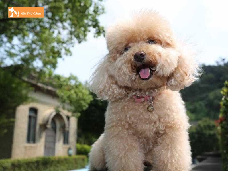 Poodle-thucanh