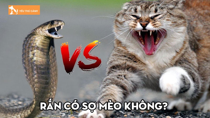 Rắn có sợ mèo không? Những lý do khiến mèo không sợ rắn | Thucanh