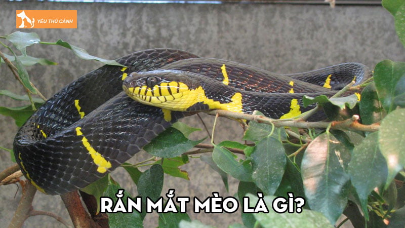 Rắn mắt mèo là gì? Một số phân loài xuất hiện phổ biến nhất