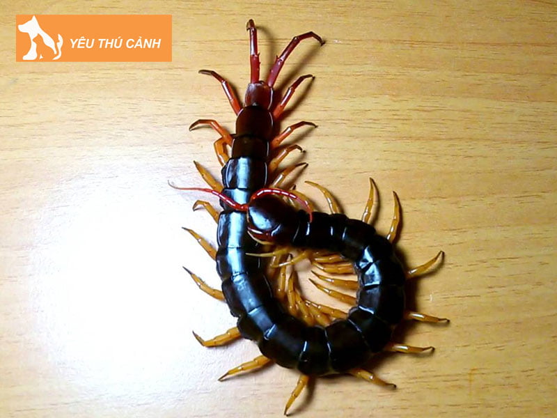 ret-la-con-gi-thucanh