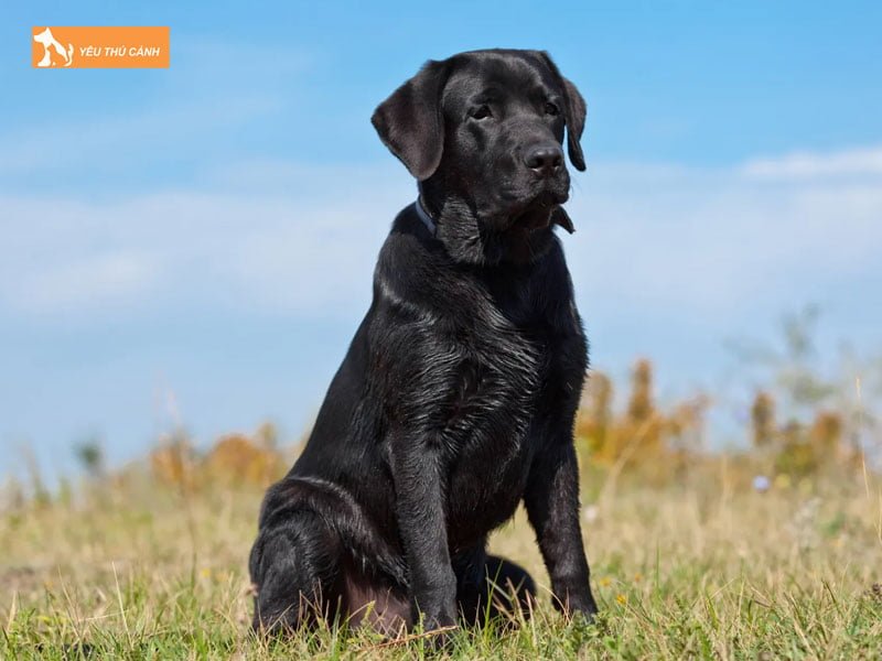 su-can-thiet-cua-viec-dat-ten-cho-cho-den-thucanh