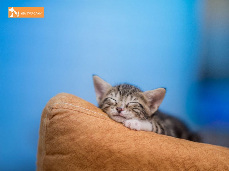 su-that-viec-mang-meo-ve-nha-nuoi-co-xui-khong-thucanh