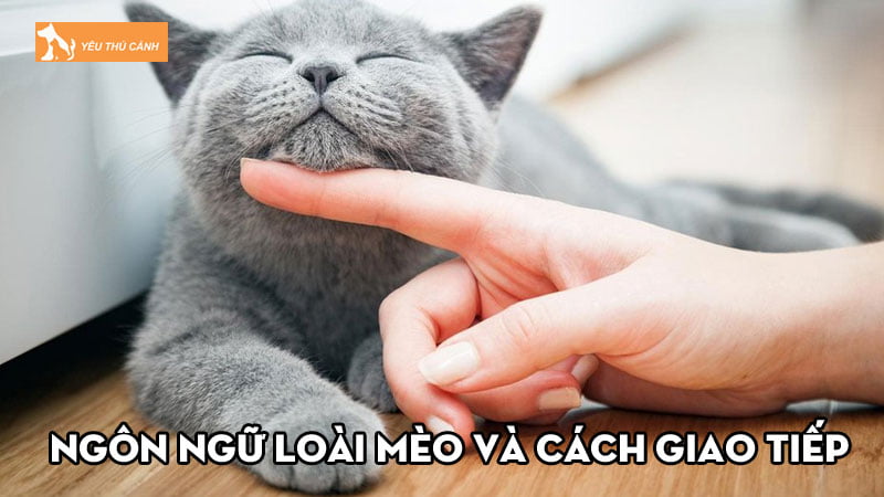 Sự thú vị của ngôn ngữ loài mèo và cách giao tiếp với chúng