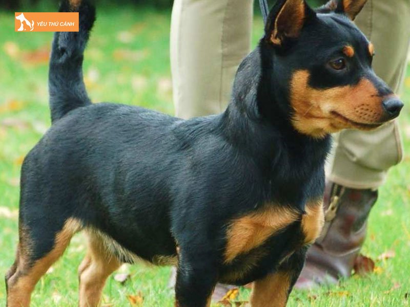 Suc-khoe-cua-cho-lancashire-heeler-thucanh