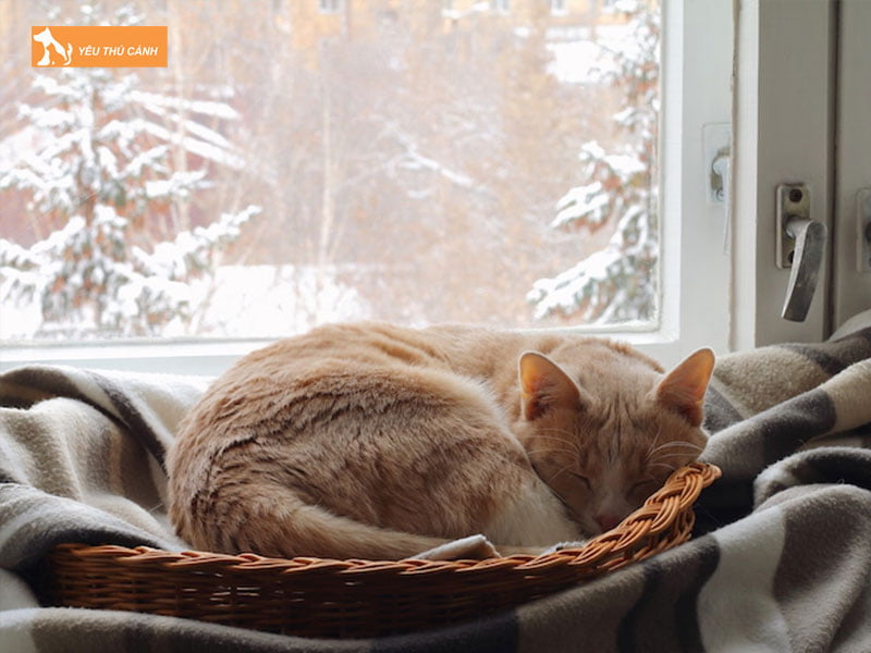 tai-sao-co-quan-niem-mang-meo-ve-nha-nuoi-gap-xui-thucanh