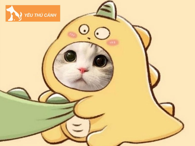 tai-sao-nen-doi-avatar-meo-cap-thucanh