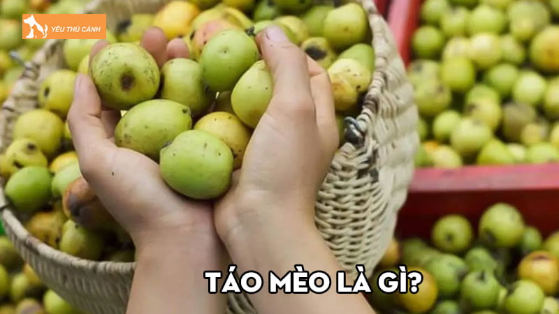 Táo mèo là gì? Công dụng và những lưu ý cần biết khi dùng