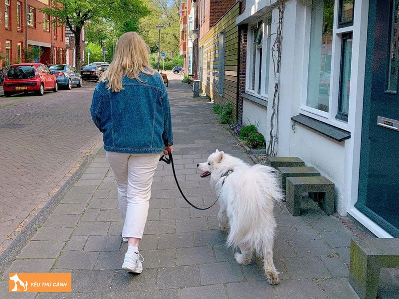 the-nao-la-dat-cho-di-dao-thucanh