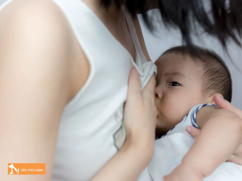 thoi-diem-thich-hop-cho-me-sau-sinh-an-chan-cho-ham-du-du-thucanh