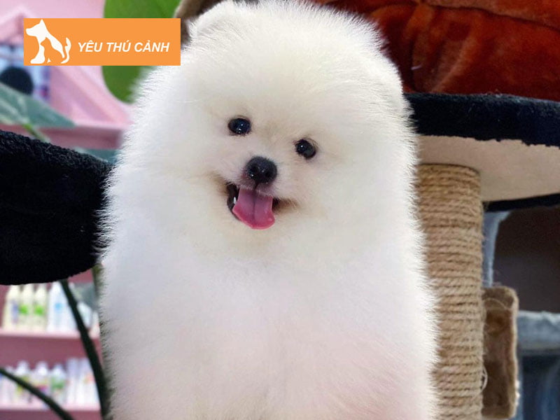 thong-tin-ve-loai-cho-thucanh