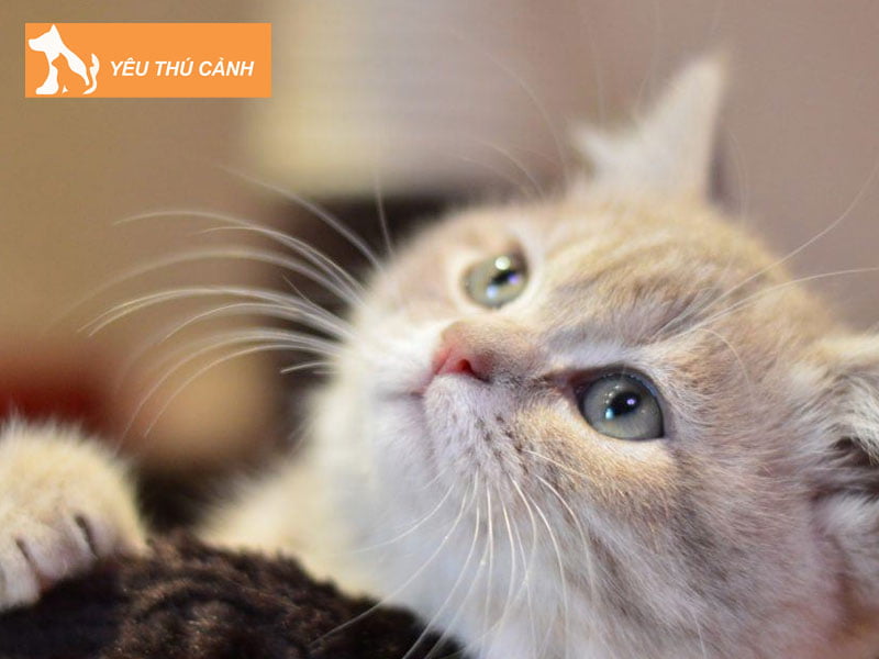 thong-tin-ve-loai-meo-thucanh