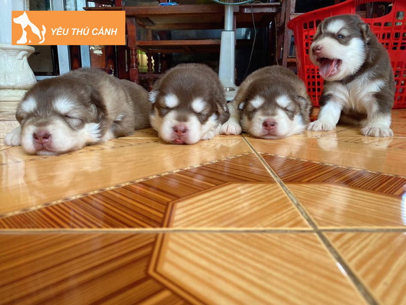 thu-y-khoi-nguyen-ban-cho-meo-canh-gia-tot-thucanh