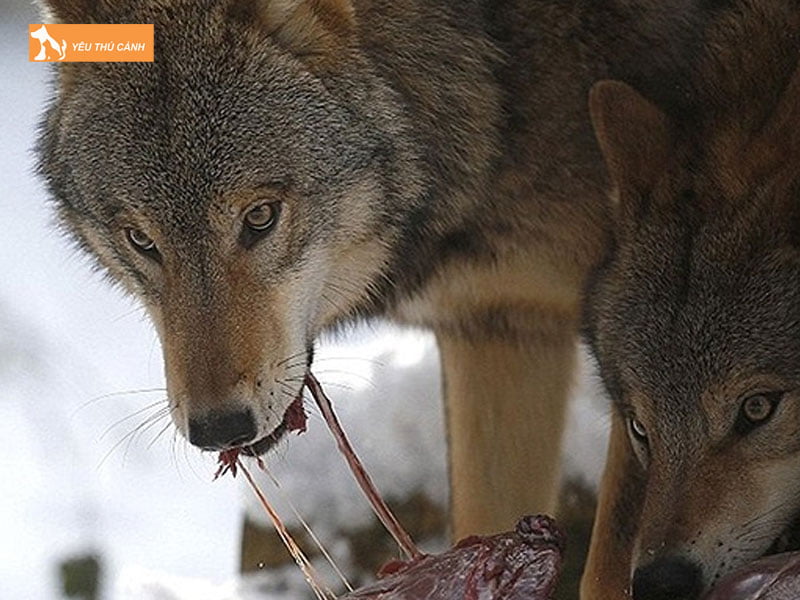 Thuc-an-cua-cho-soi-thucanh