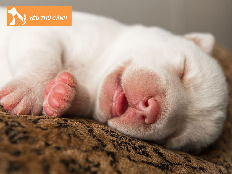 thuoc-ngu-cho-cho-meo-la-gi-thucanh