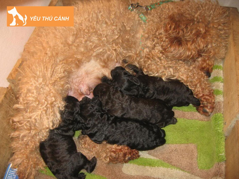 tiem-phong-cho-cho-dang-mang-thai-va-cho-vua-moi-sinh-thucanh