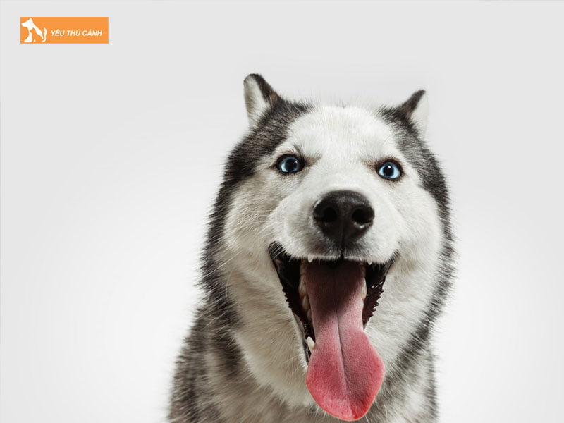 tim-hieu-su-thay-doi-mau-sac-o-luoi-cho-thucanh