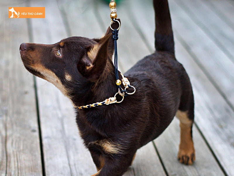 Tinh-cach-cua-cho-ormskirk-terrier-thucanh