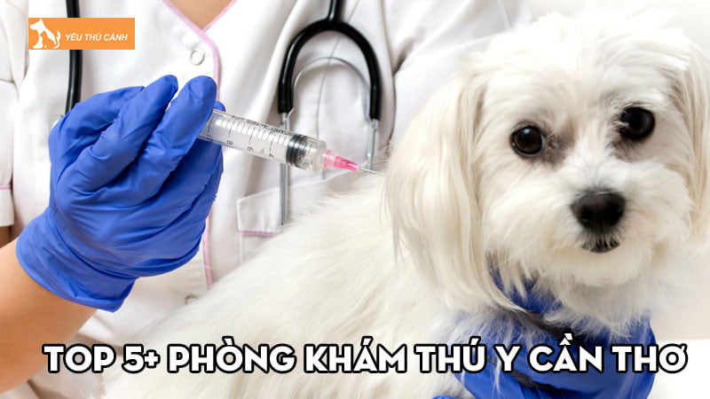 Top 5+ phòng khám thú y Cần Thơ uy tín, chuyên nghiệp Top 5+ phòng khám thú y Cần Thơ uy tín, chuyên nghiệp