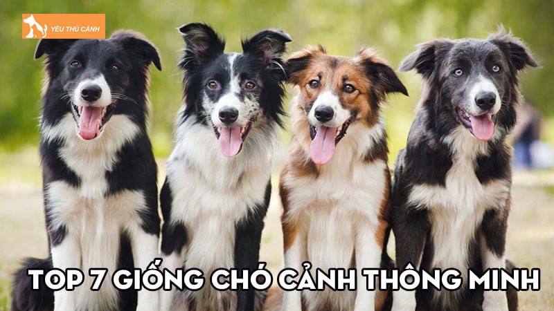 Top 7 giống chó cảnh thông minh người nuôi nào cũng mê Top 7 giống chó cảnh thông minh người nuôi nào cũng mê