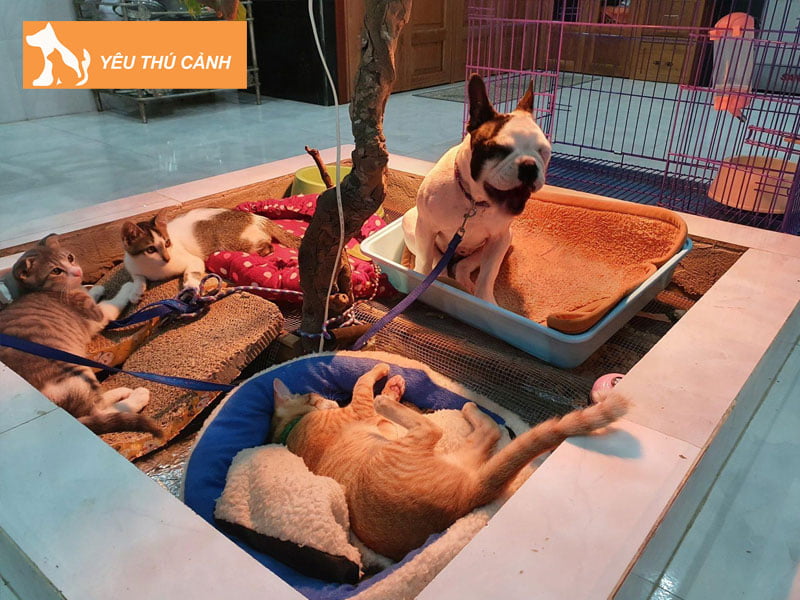 trai-bandog-pitbull-ty-ty-ban-cho-meo-canh-tai-bao-loc-thucanh