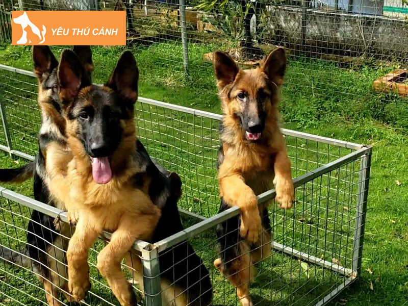 trai-cho-becgie-duc-cong-phi-thucanh