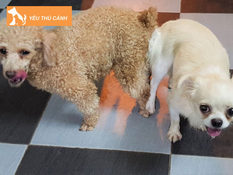 truoc-khi-phoi-giong-cho-can-chu-y-nhung-gi-thucanh