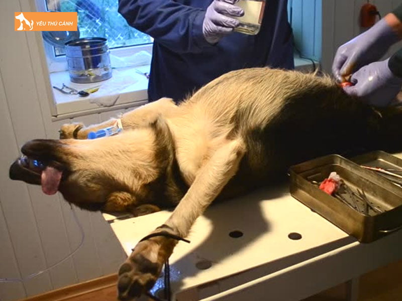 Truoc-ngay-phau-thuat-thucanh