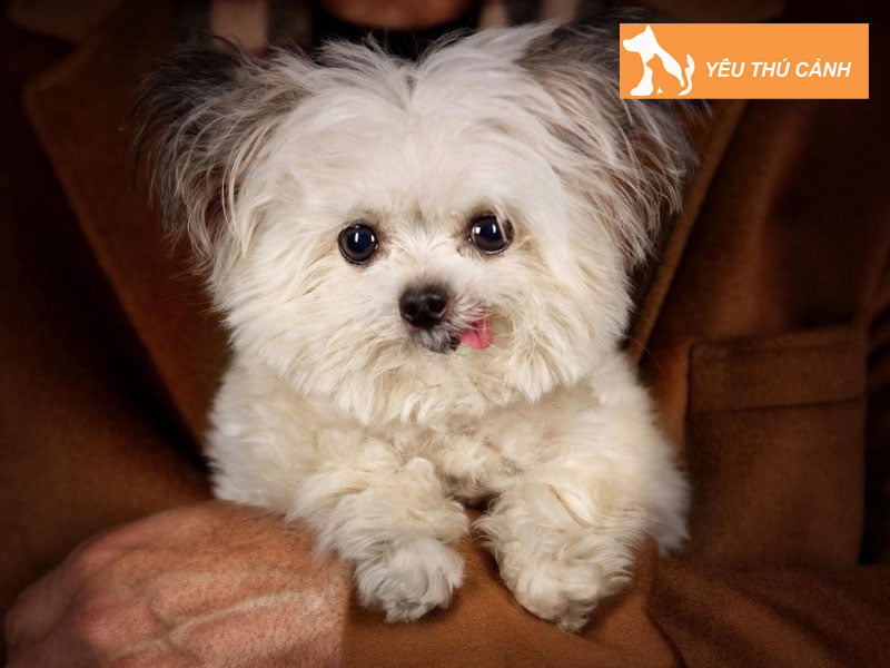 van-mau-so-1-thuyet-minh-ve-cho-hay-thucanh