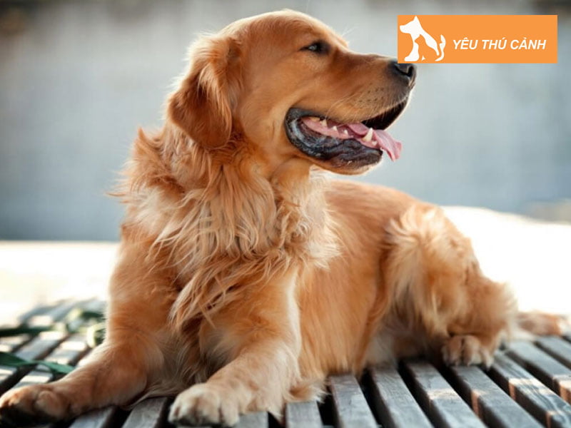 van-mau-so-2-thuyet-minh-ve-cho-thucanh