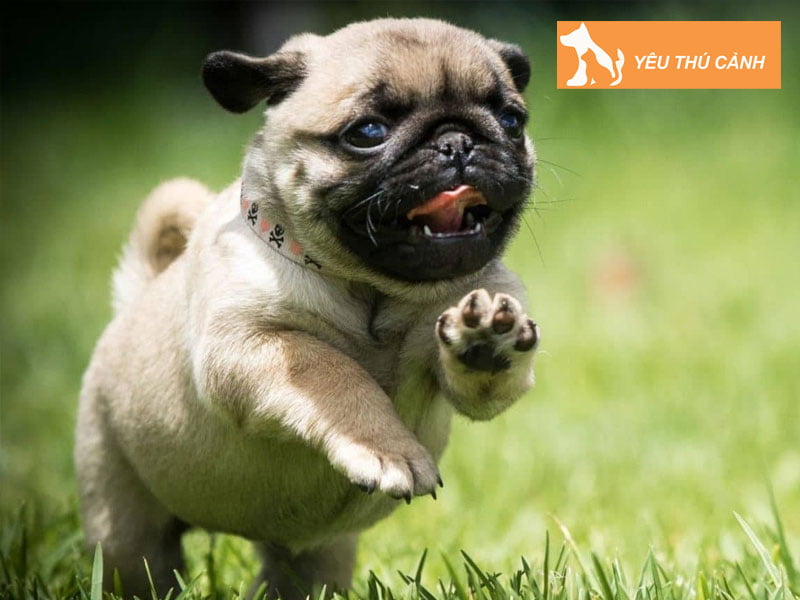 van-mau-viet-ve-cho-lop-9-cam-xuc-thucanh