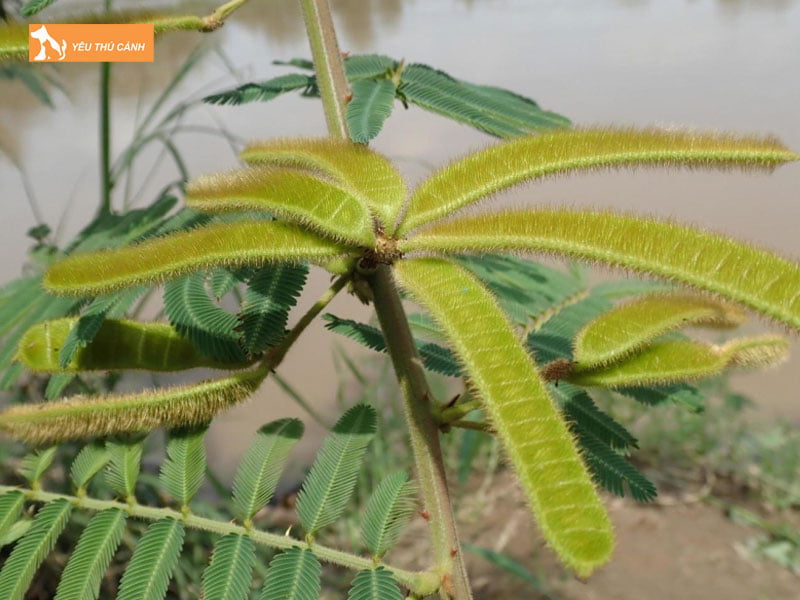 Vi-sao-cay-mat-meo-gay-ngua-thucanh