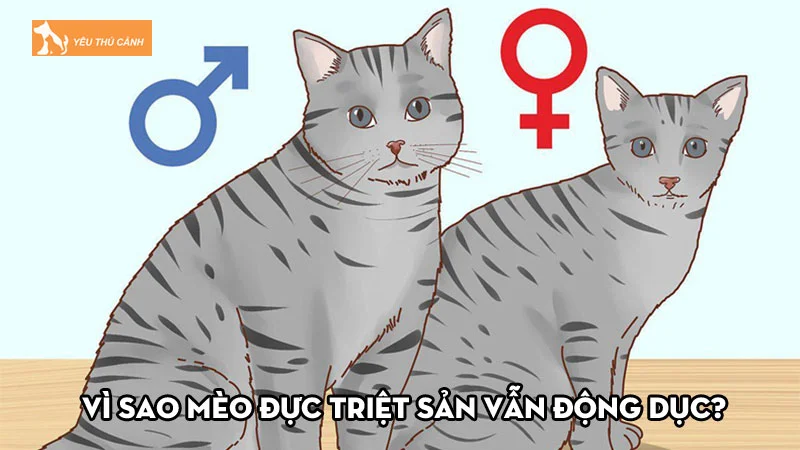 Vì sao mèo đực triệt sản vẫn động dục? Làm sao để khắc phục?