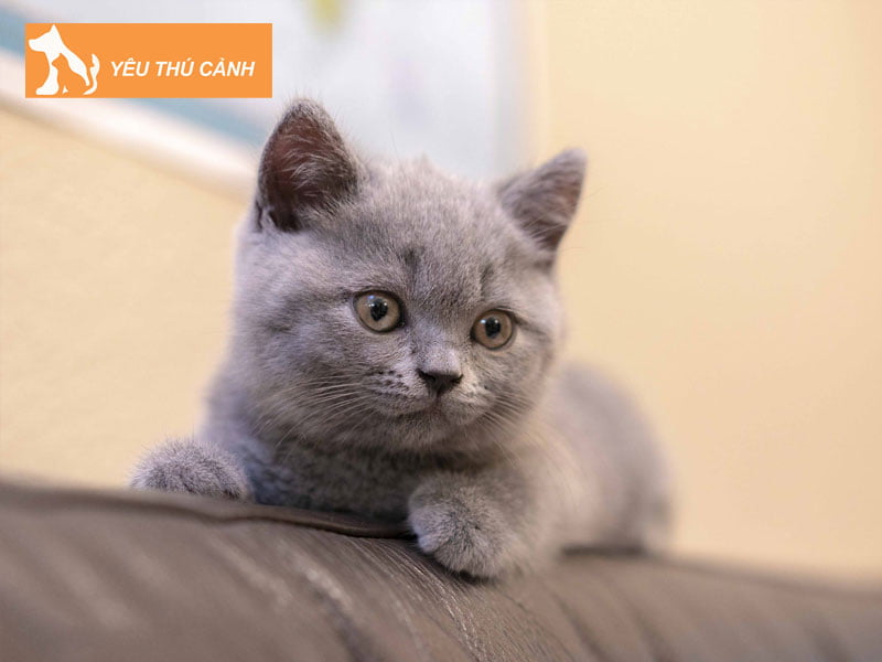 vi-sao-nen-chon-nuoi-meo-anh-long-ngan-1-thucanh