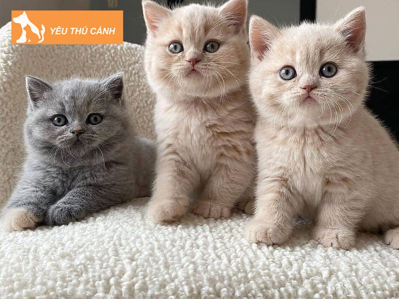 vi-sao-nen-chon-nuoi-meo-anh-long-ngan-2-thucanh